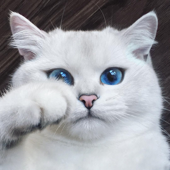 Встречайте кота с самыми красивыми в мире глазами