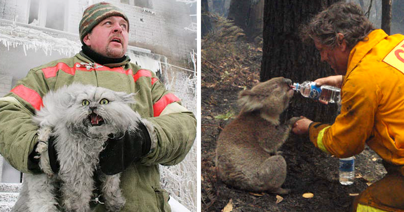 20 фотографий смелых пожарных, спасающих животных из огня