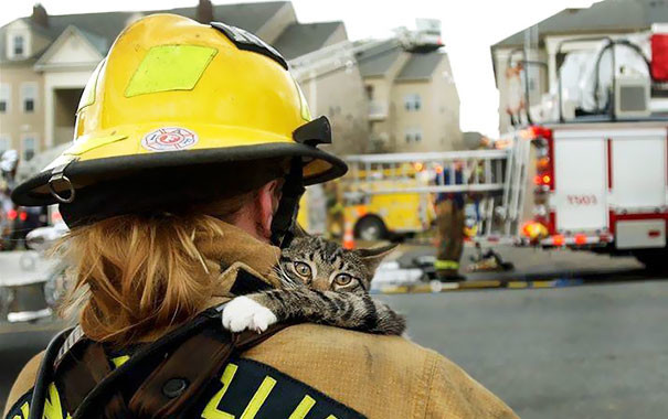 5. Кот забирается на плечо к спасшему его пожарному