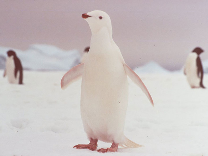 8. Пингвин  