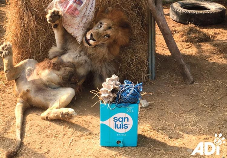 На Пасху ADI приготовили сюрприз для спасенных львов. Лео пришел в настоящий восторг, когда получил свой подарок! 