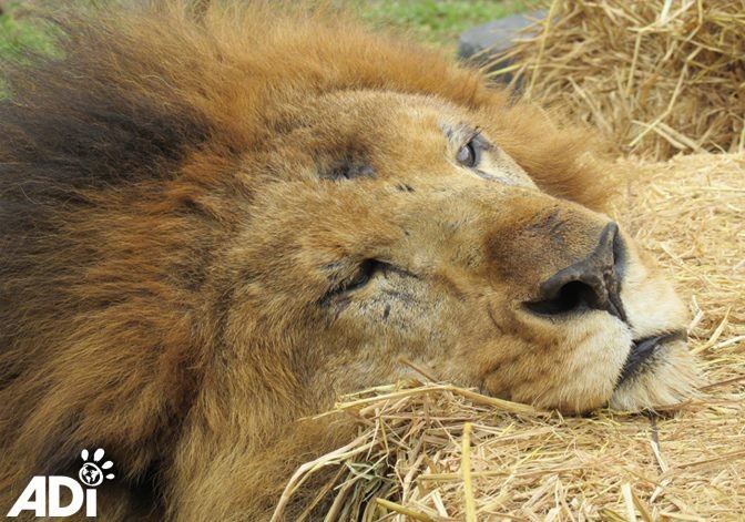 Лео и еще 32 львов спасли из различных цирков в Южной Африке, где с животными жестоко обращались.
