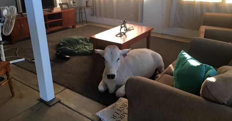 Избалованная корова вломилась в дом, потому что соскучилась по хозяевам