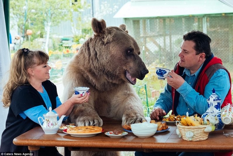 "Суррогатный" ребенок: Светлана и Юрий Пантелеенко взяли к себе медвежонка Степана, когда ему было 3 месяца. Его нашли охотники в лесу, он потерял маму