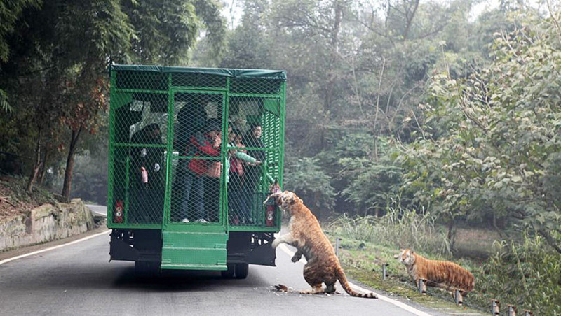 Посетителей сажают в специальный грузовик, напоминающий клетку, и начинается поездка по зоопарку 