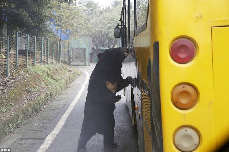 По зоопарку можно проехаться и на автобусе. 