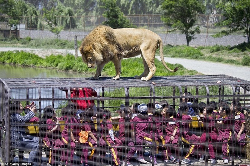 Этот зоопарк пользуется невероятной популярностью, входной билет практически невозможно купить
