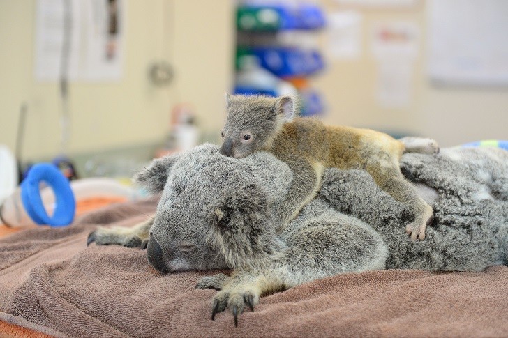  Малыш коала не отошел от матери во время операции