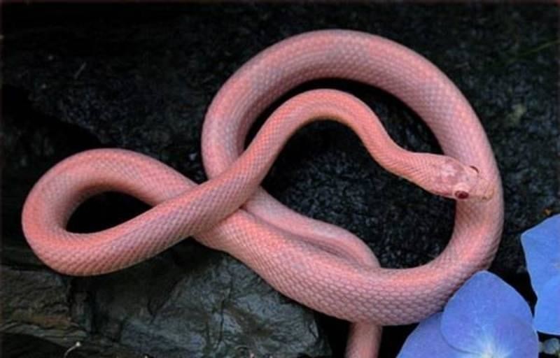 Розовый гламур: 17 животных необычного цвета