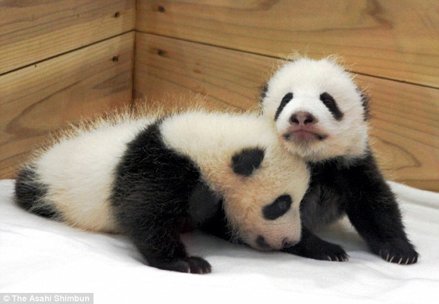 И еще немного черно-белых близняшек: эти медвежата родились 8 октября 2008 года в японском зоопарке Adventure World