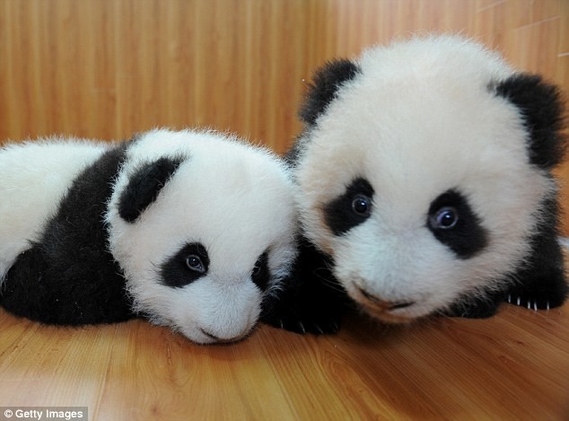 А эти милахи родились в центре по защите и исследованию больших панд в Чэнду в 2008 году