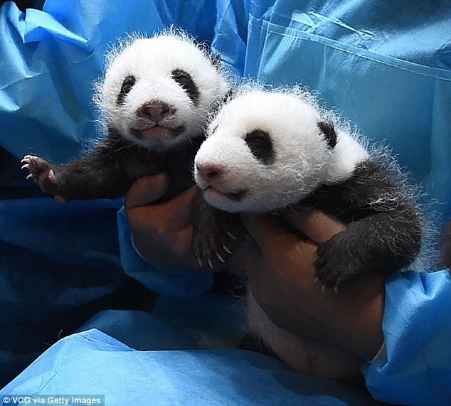 Одна из шести пар близнецов, появившихся на свет в прошлом году в центре по разведению больших панд в Чэнду