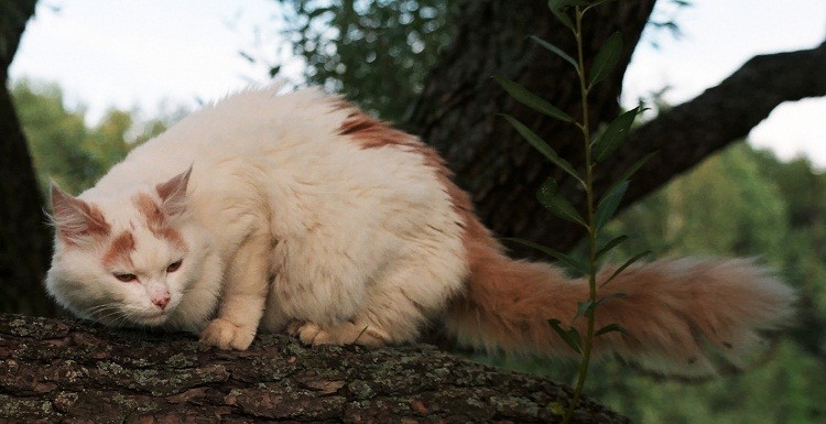 Турецкий ван или турецкая ванская кошка