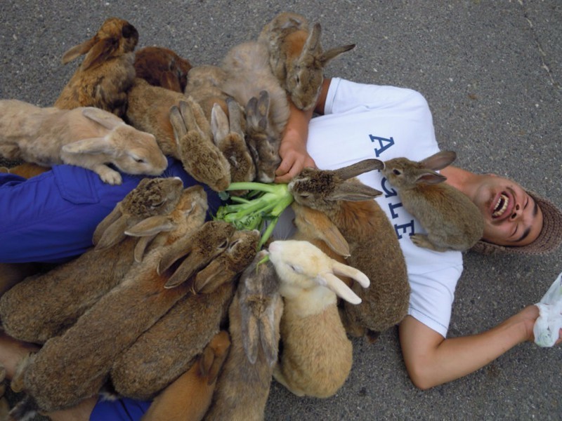 Стая разъярённых кроликов заживо сжирает человека.