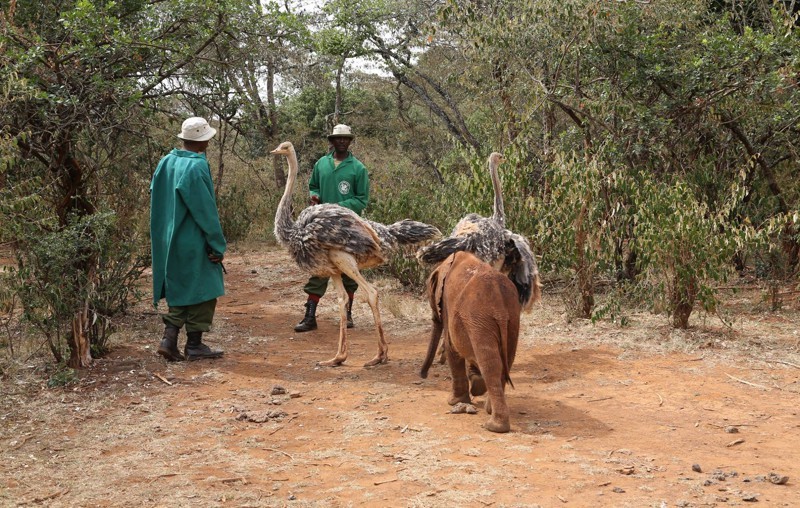 Страусят нашла служба охраны диких животных Кении. 