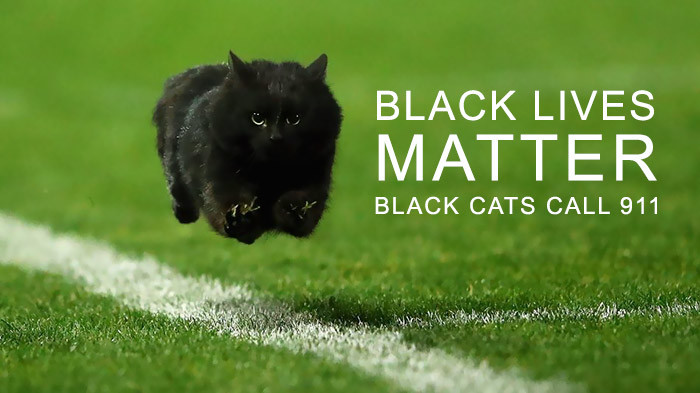 11. "Черный кот имеет значение"