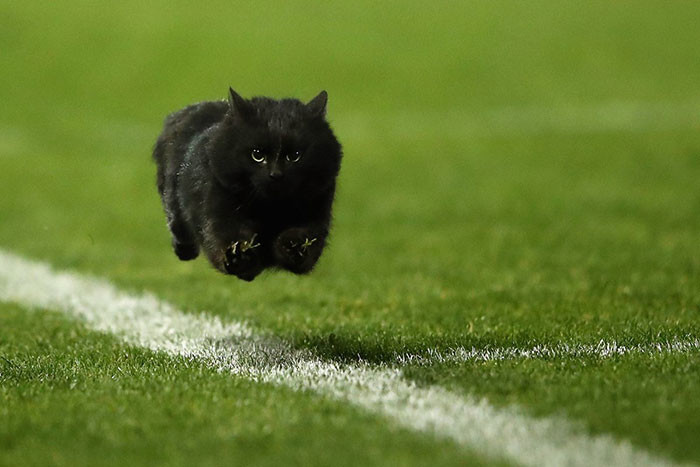 Блогеры отфотошопили "летающего кота", выбежавшего на поле регби