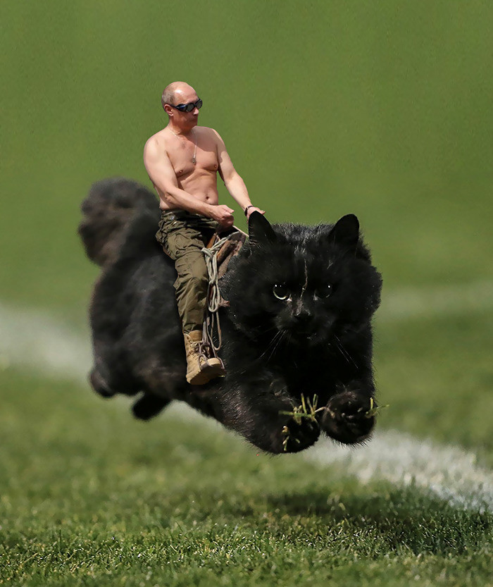 2. Путин на коте