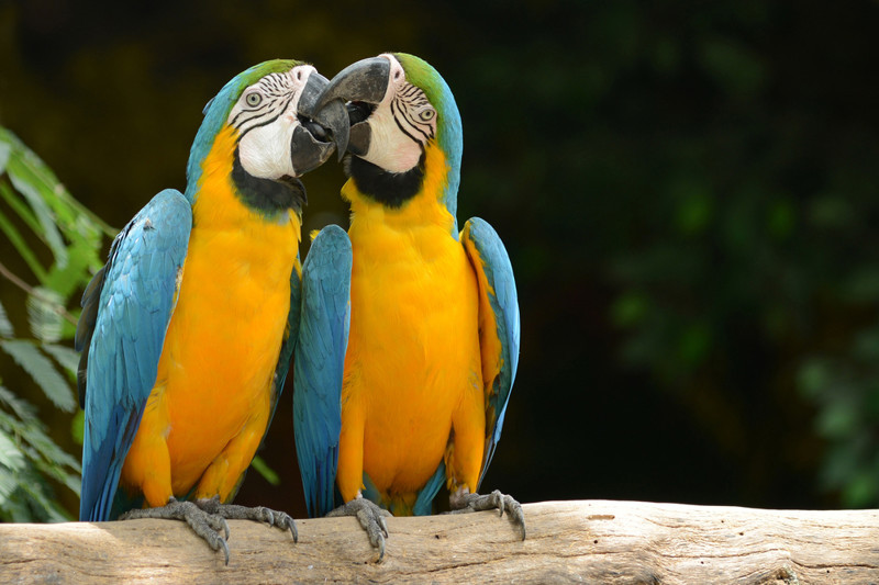Почему попугаи говорят?
