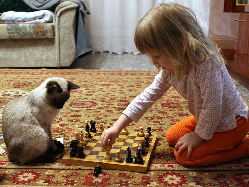 Обучит шахматам...