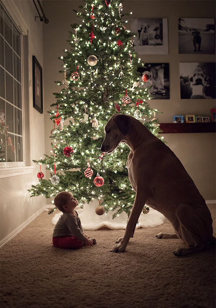 Хороший пес - начало новогодней сказки