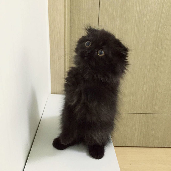 Джимо — кот с самыми огромными глазами 