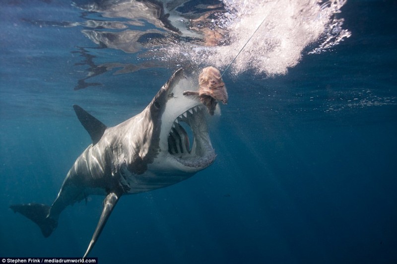 Дайвер из Флориды обнаружил самую большую белую акулу в мире