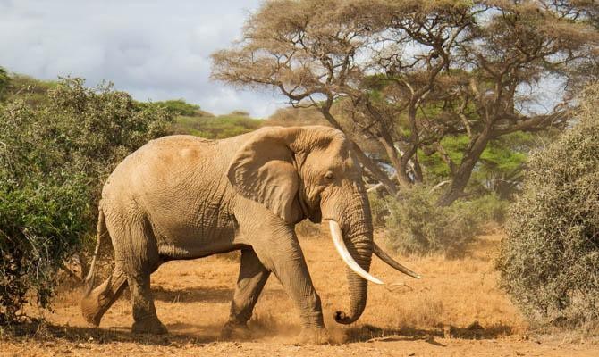 2. Африканский слон