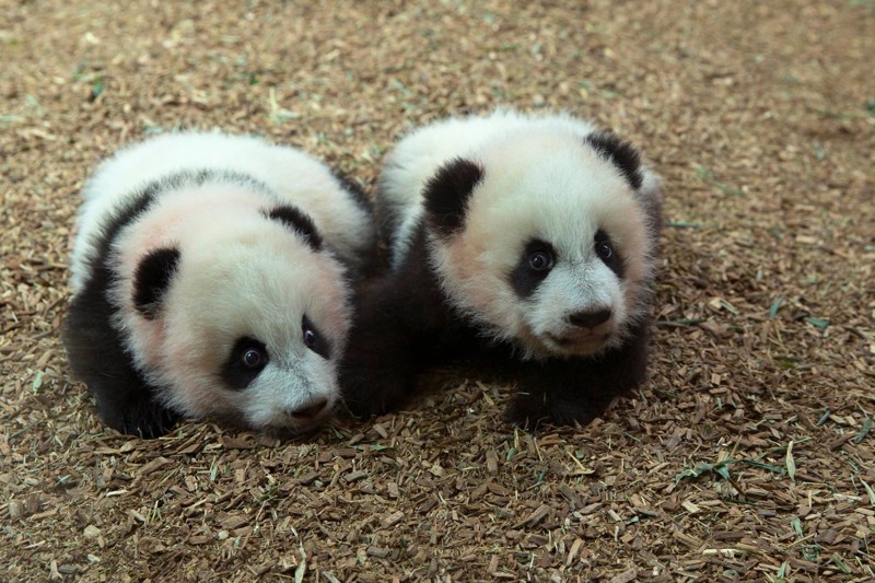 В 4 месяца панды-близнецы начали свои похождения в этом большом и очень интересном мире