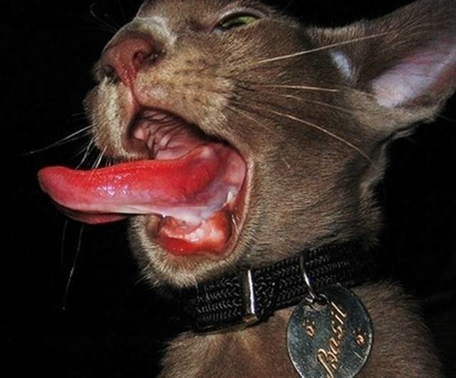 20 пугающих фотографий кошачьего языка