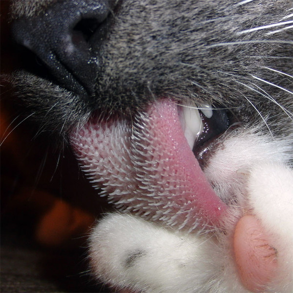 20 пугающих фотографий кошачьего языка