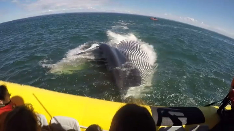 Как гигантский кит напугал туристов в Канаде