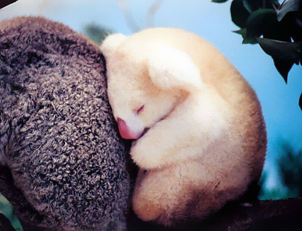 Младенец-альбинос коалы