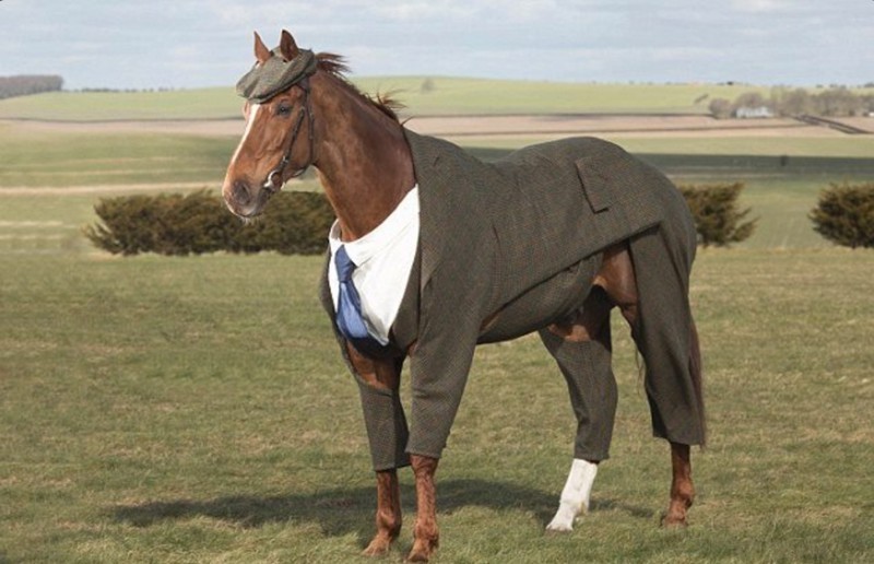 А вот кони любят носить не только пальто, но и другие виды одежды.