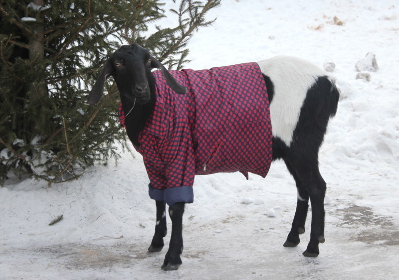Не отстают от них и козы. Эти вообще в мире животных считаются настоящими модниками.