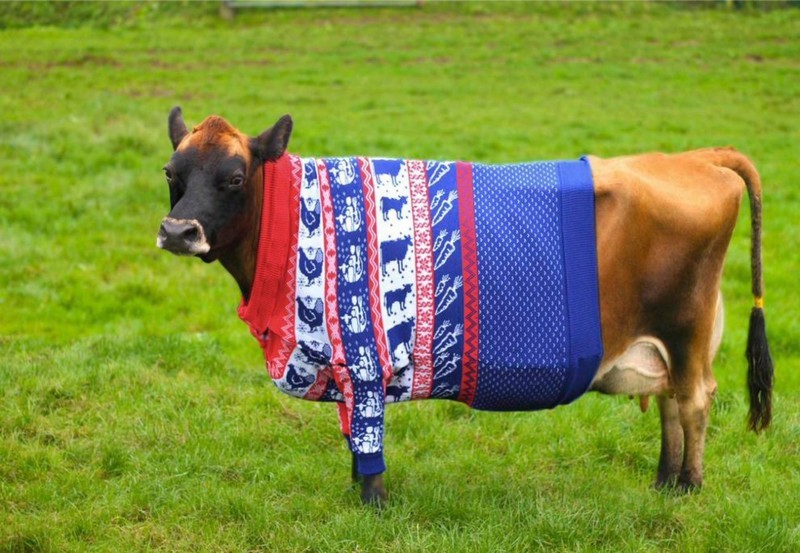 Рождественский свитер на бурёнке.
