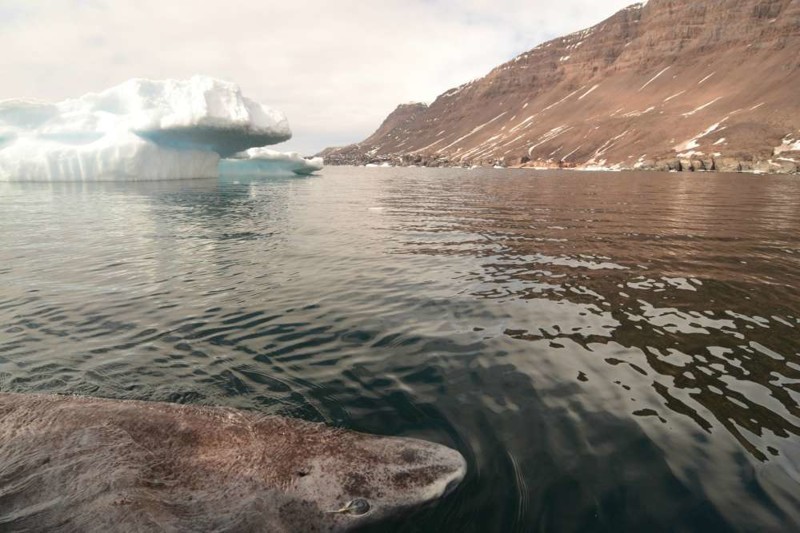 Открытие: гренландская акула - главный долгожитель среди позвоночных