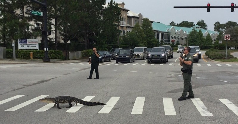 Полицейские останавливают движение, чтобы маленький щенок смог безопасно перейти дорогу.