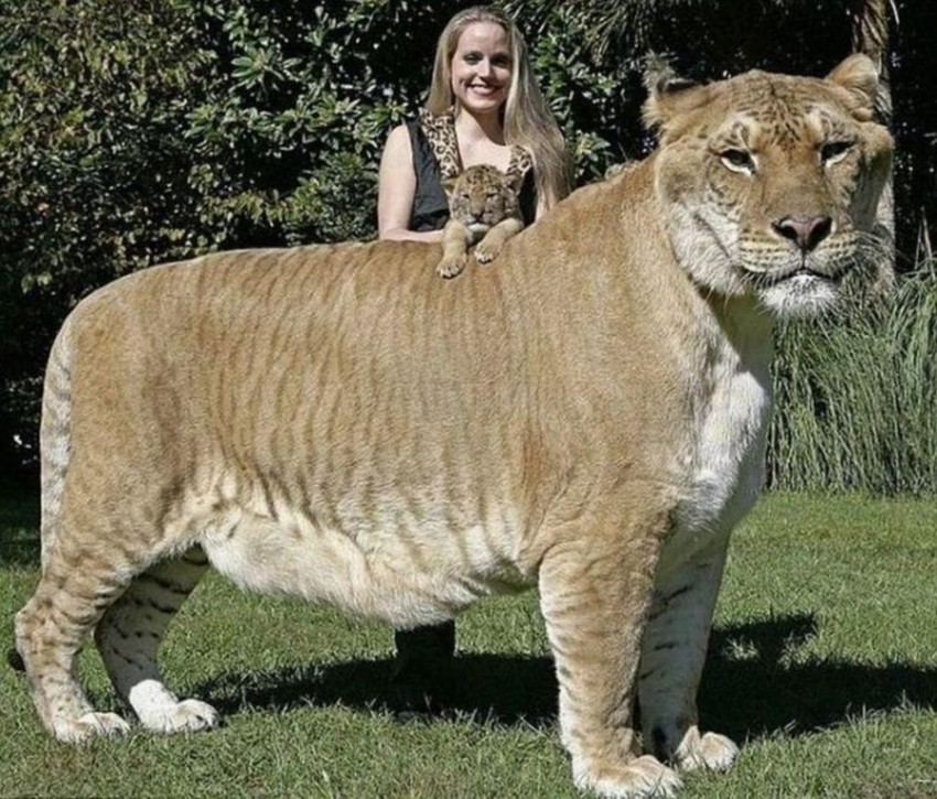 Самая большая кошка.