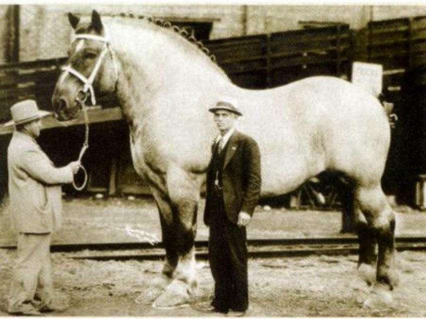 Самая большая лошадь.
