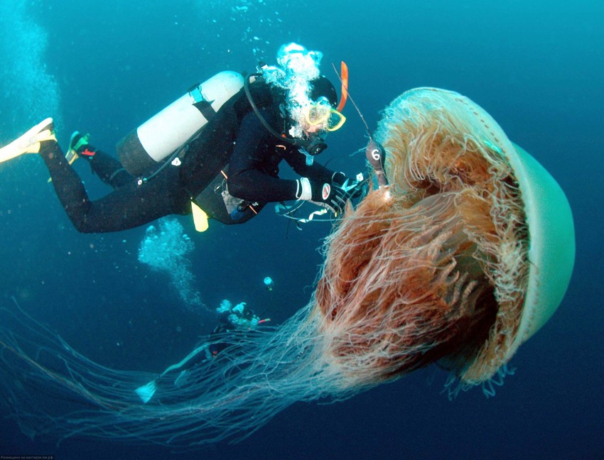 Самая большая медуза.