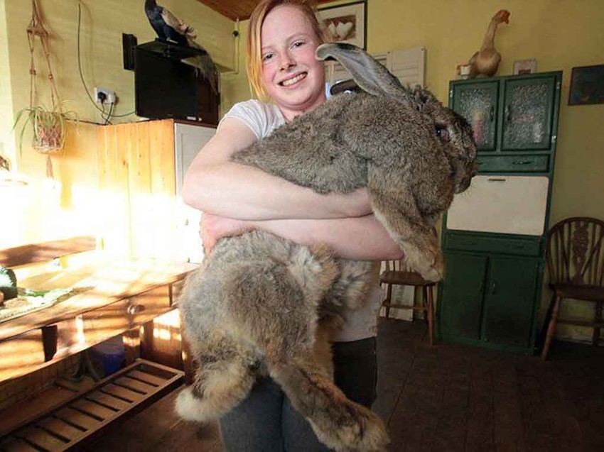 Самый большой кролик.
