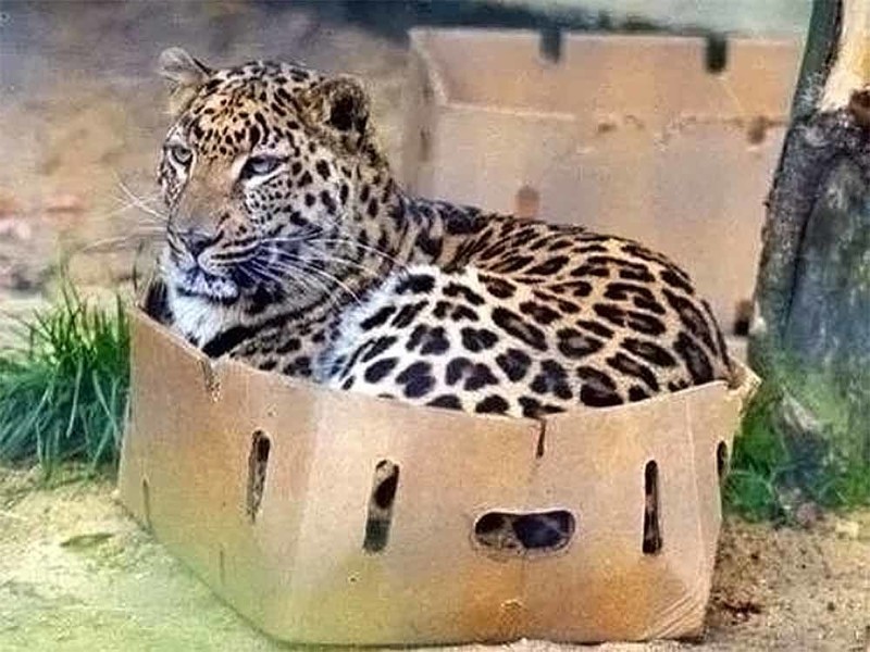 Начнём с того, что все кошки любят коробки
