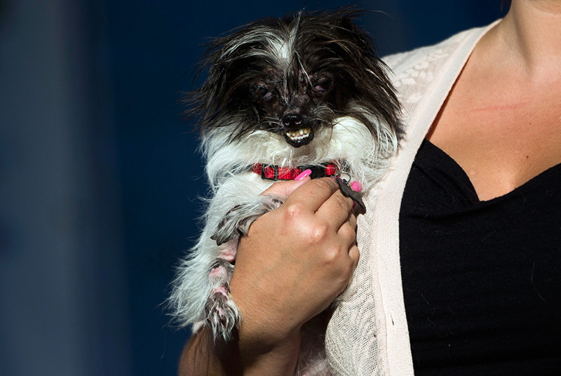 Победитель конкурса «Самый уродливый пес в мире» 2014 года, — помесь ши-тцу и чихуахуа.