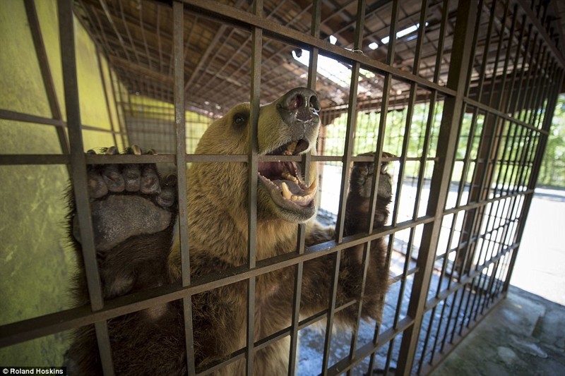 Пятилетний медведь провел два года в тесной клетке при ресторане к северу от столицы Албании