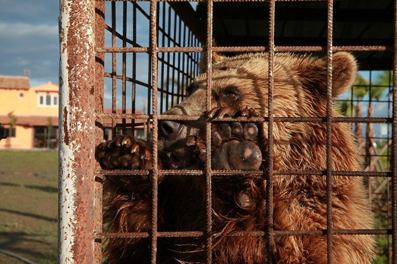 В Албании жестокое обращение с медведями не редкость и, хотя Томи повезло, многие другие медведи остаются в чудовищных условиях