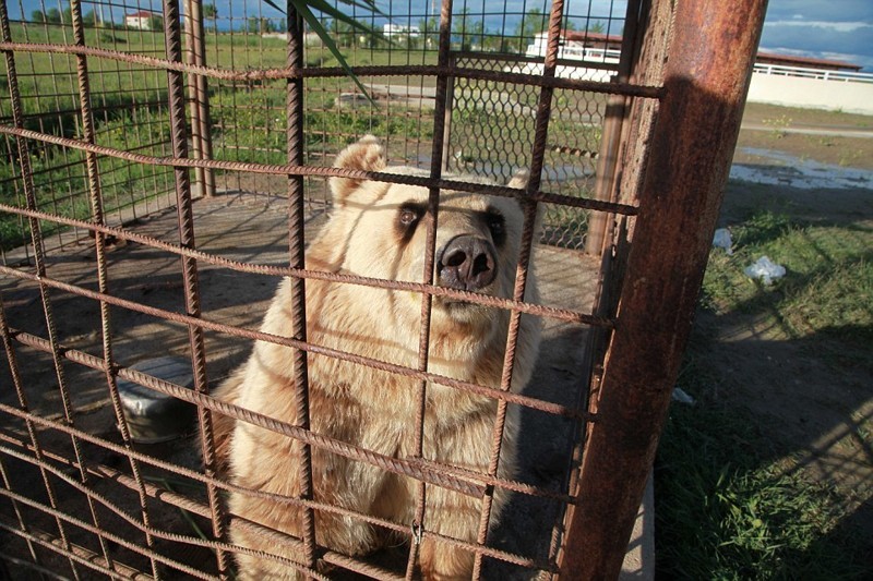 Медведица Ледья в клетке у ресторана всего в 8 км от столицы Албании
