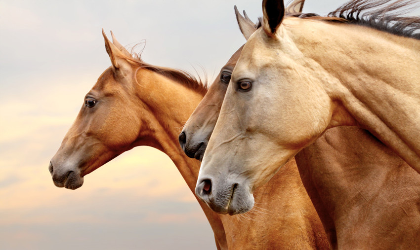 Пост любви к лошадям