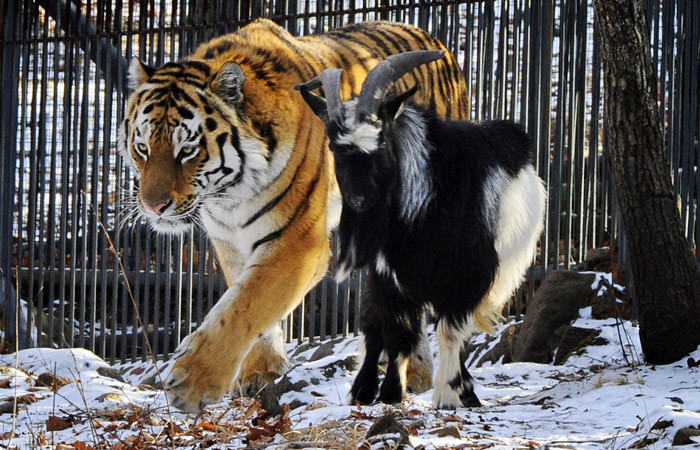 Тигр Амур со своим другом, козлом Тимуром