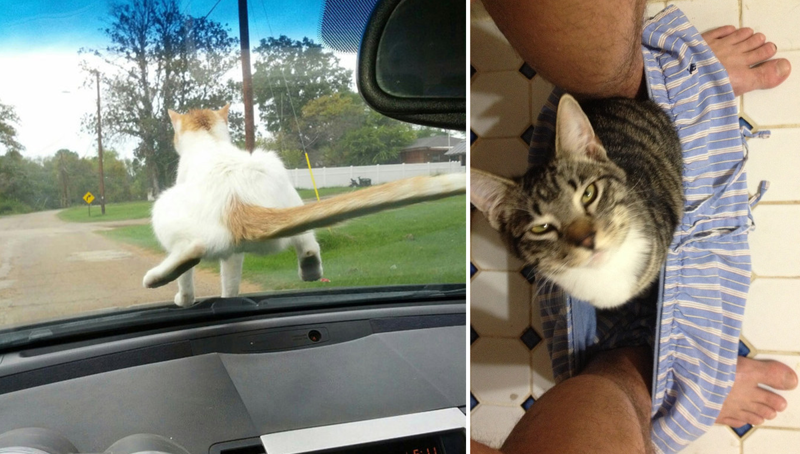 24 доказательства того, что кот всегда найдет себе место